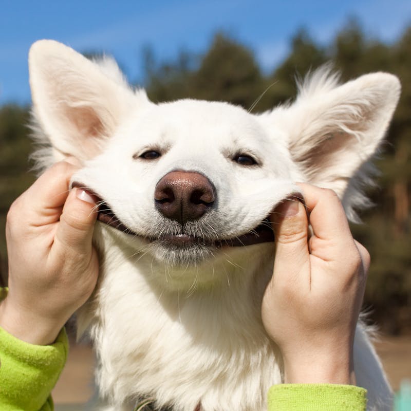 Depthdogguide logo